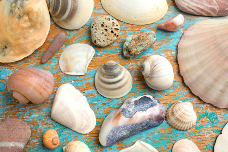 Background of a collection of seashells, starfish and rocks