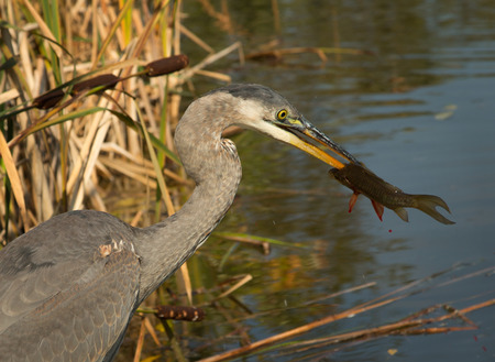 A great blue heron eating a fresh fish just fishingの写真素材