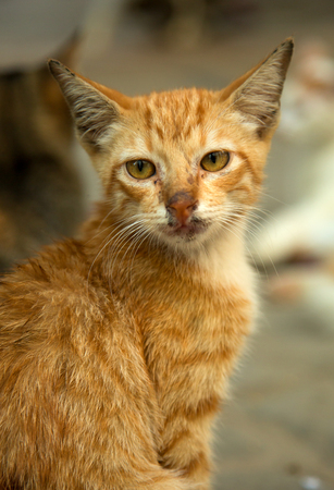 Homeless sick ginger cat looking at the cameraの写真素材