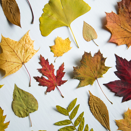 Colorfull collection of maple tree in different colours.  Green, red, orange and yellow on white background,の写真素材