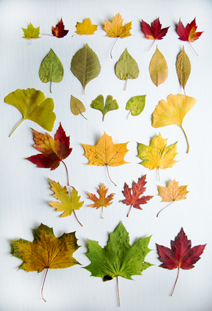 Colorfull collection of maple tree in different colours.  Green, red, orange and yellow on white background,の写真素材