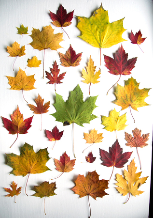 Colorfull collection of maple tree in different colours.  Green, red, orange and yellow on white background,の写真素材