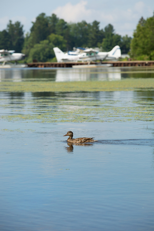 Mallard ducks swimming in a lake during summer seasonの写真素材