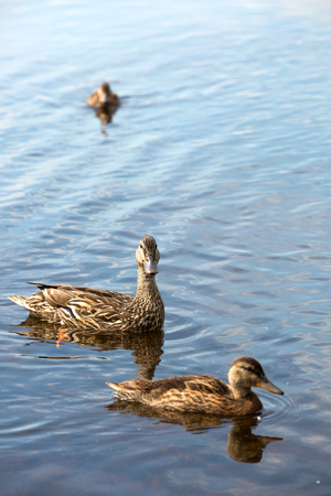Mother duck and her ducklings in a lakeの写真素材