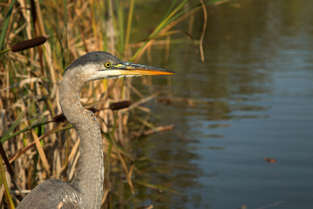 A great blue heron eating a fresh fish just fishingの写真素材