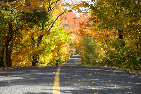 Rural road surround by colorful trees during a nice and sunny autumn dayの写真素材