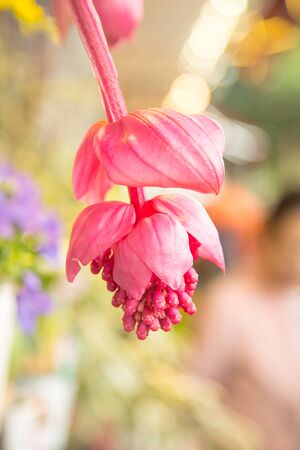 Medinilla magnifica s a species of flowering plant in the family Melastomataceae, native to the Philippines.の写真素材