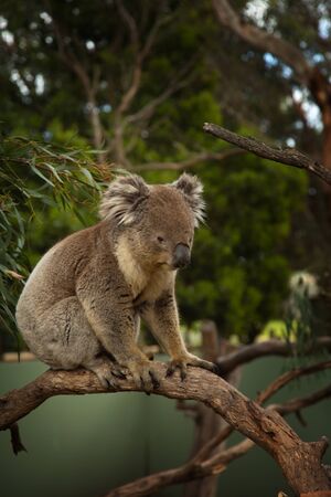 Cute Koala standing on a branch tree in Victoria in Australiaの写真素材