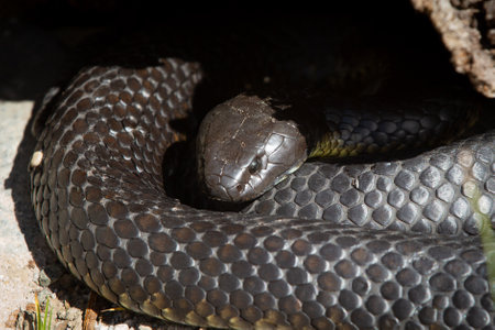 Lazy tiger snake sleeping under a rockの写真素材