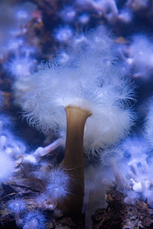 white sea anemone on purple fluorescent backgroundの写真素材