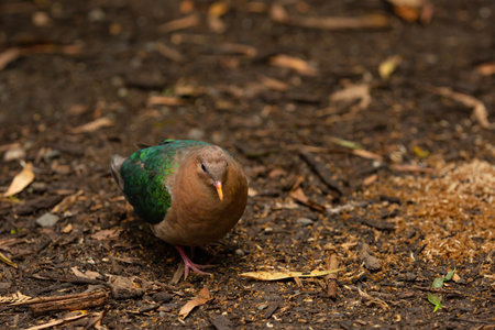 Brown-capped Emerald-Dove looking for foodの写真素材