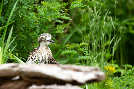 bush stone curlew or bush thick-knee is a large bird living in Australiaの写真素材