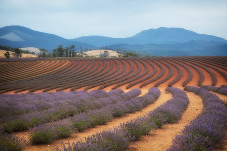 Blue French lavender or lavandula angustifolia, a variety use in perfume and cooking with mountain in the backgroundの写真素材