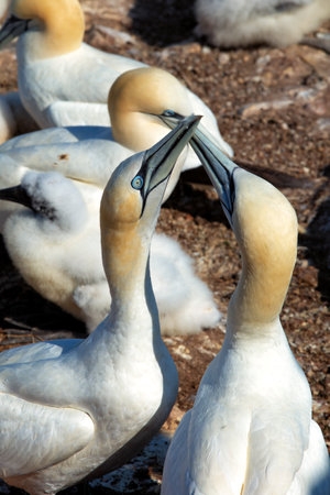 Northern Gannets on Bonaventure Island near Perce, Gaspesie, Canada. Bonaventure Island is home of the largest colonies of northern gannets in north America.の写真素材