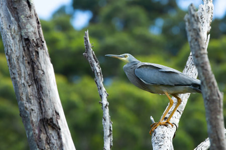 Gray heron perched at a top of a dead tree ready to flyの写真素材