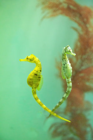 A yellow seahorse and a pink seahorse with red aquatic plant in water.の写真素材
