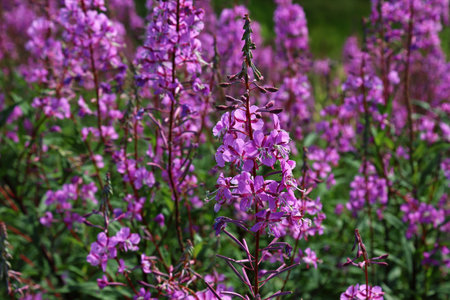 Lythrum is a genus of 38 species of flowering plants native to the temperate world.の写真素材