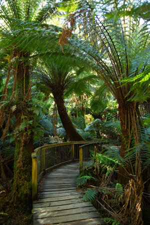 Palm tree in a rain forest with a wooden path during summer in Australiaの写真素材