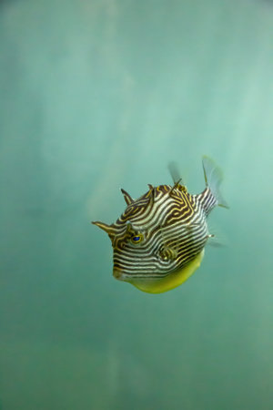 Shaws cowfish or a painted boxfish. sometimes call stripped cowfish too. Live in the reefs in Australia.の写真素材