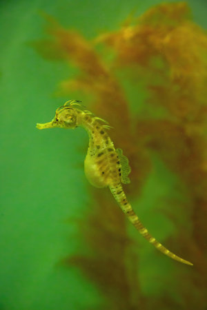 A pregnant yellow seahorse and a pink seahorse with red aquatic plant in water.の写真素材