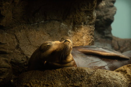 Brown fur seal is sleeping and relaxing on a seashoreの写真素材