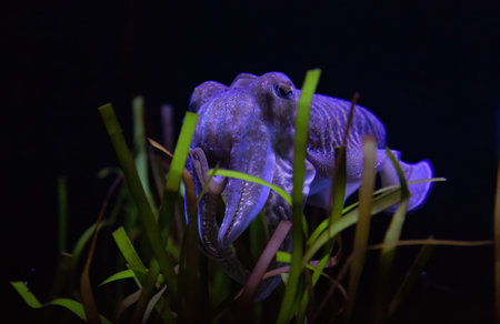 Cuttlefish is marine molluscs of the order Sepiida. Same family as squids, octopuses, and nautiluses.の写真素材