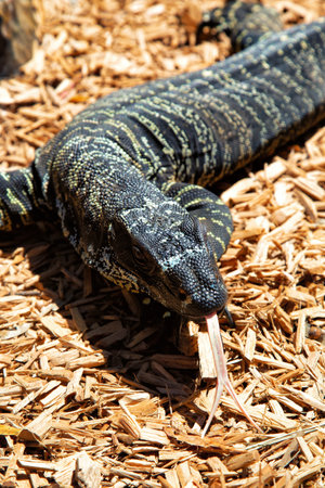 Lace Monitor with tongue out is an australian lizard species a kind of goanna.の写真素材