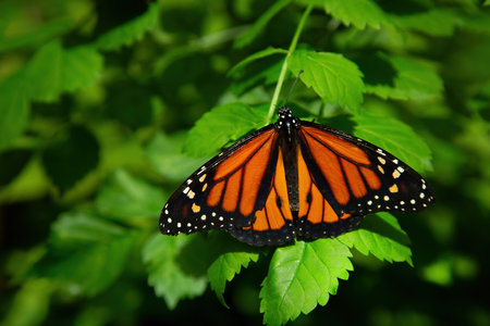Close up on a monarch butterfly or a Danaus plexippusa from the family Nymphalidar. A beautiful orange butterfly popular for its annual southward late-summer/autumn instinctive migration.の写真素材