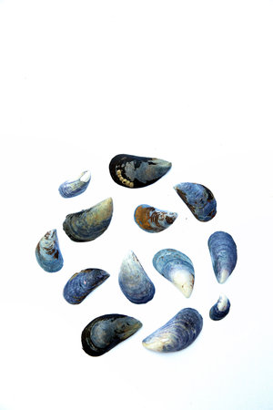 Collection of blue mussels or mytilus edulis of different colors and textures on white backgroundの写真素材