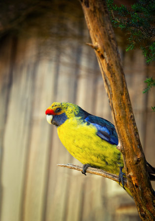 Green rosella or Platycercus caledonicus is a yellow parrots with blue wings from Australiaの写真素材