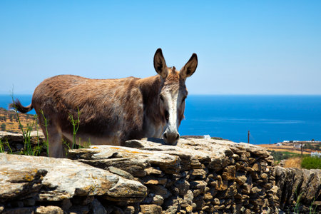 Donkey in a blue sky looking at the camera in Sifnos in Greeceの写真素材