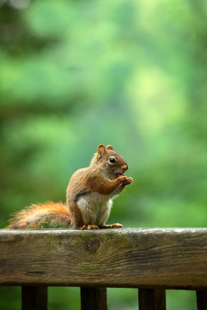 Portrait of a American red squirrel also name pine squirrel, north american reed squirrel of chickaree. Is a small mammal.の写真素材