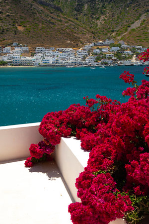 A beautiful bougainvillea an ornamental climbing plant in front of a white little town and turquoise ocean in Sifnos in the cyclades island in Greeceの写真素材