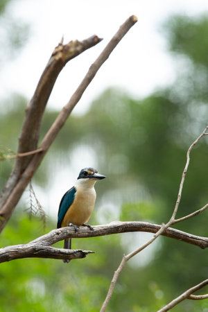 Beautiful little blue-and-orange common kingfisher with a long, pointed bill perched on a branch treeの写真素材