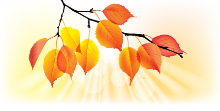 Autumn yellow leaves. Contains transparent objects. EPS10のイラスト素材