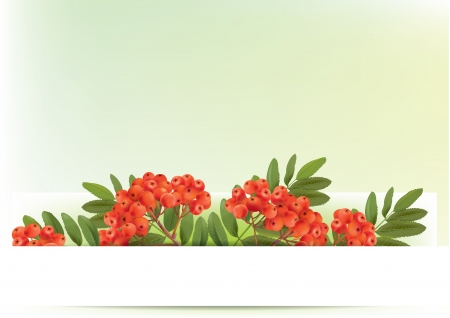 Autumn banners with rowan.  のイラスト素材