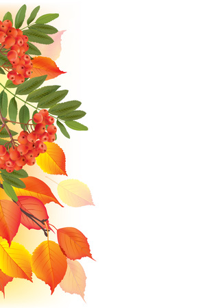 Border of autumn leaves and rowan. のイラスト素材