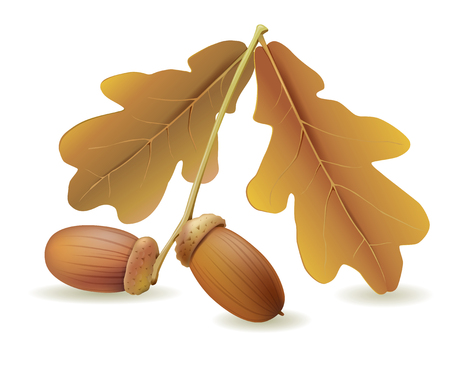Acorns with leaves.  のイラスト素材