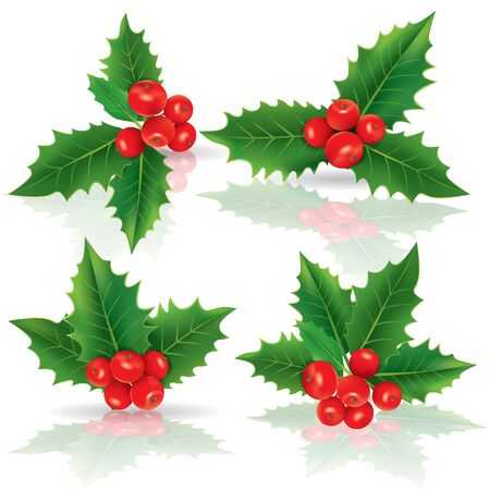 Holly berries. Contains transparent objects. EPS10のイラスト素材