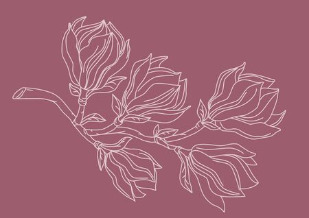 Magnolia branch drawing. White on background.のイラスト素材