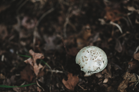 Wild pin mushroom in brown backgroundの写真素材