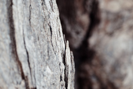 beautiful tree barks shot in natural lighting and color.
