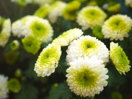 Green chrysanthemum with special shape