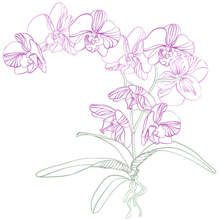 Phalaenopsis orchid のイラスト素材