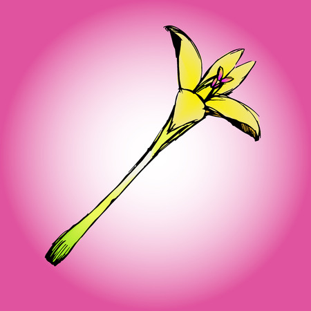 Colorful Indian cork tree with pink backgroundのイラスト素材