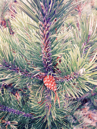 Pine cone on the pine treeの素材