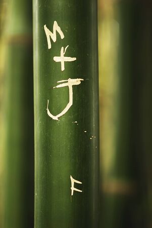 A initial carving on a bamboo の写真素材