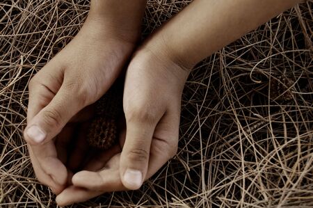 Hands holding seed podsの写真素材