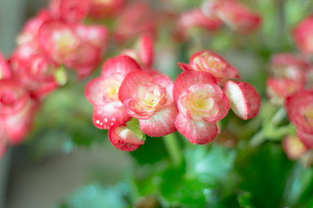 Red begonia flower with water dropの写真素材