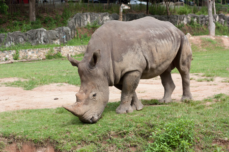 Rhino eating grass in the zooの写真素材